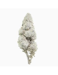 Sapphire 23 THCA toppskott 23% + CBD 17% - 2 gram