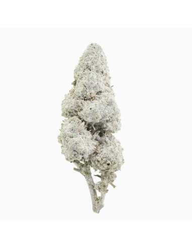 Sapphire 23 THCA topskud 23% + CBD 17% - 2 gram