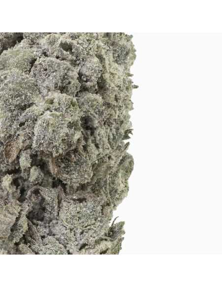 Amnesia Glasshouse 23 THCA topskud 24% + CBD 7% - 2 gram