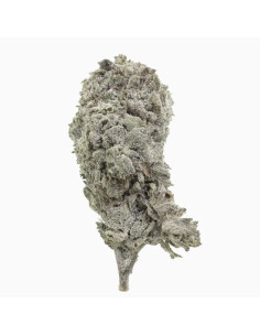 Amnesia Glasshouse 23 THCA topskud 24% + CBD 7% - 2 gram