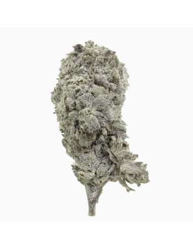 Amnesia Glasshouse 23 THCA topskud 24% + CBD 7%...