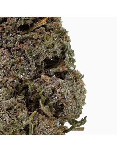 Bangkok Sativa 18 THCA topskud 21% + CBD 10% -...