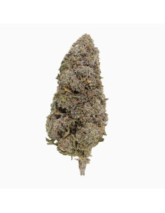 Bangkok Sativa 18 THCA latvakukat 21% + CBD 10% - 2 grammaa