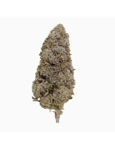 Bangkok Sativa 18 THCA topskud 21% + CBD 10% -...