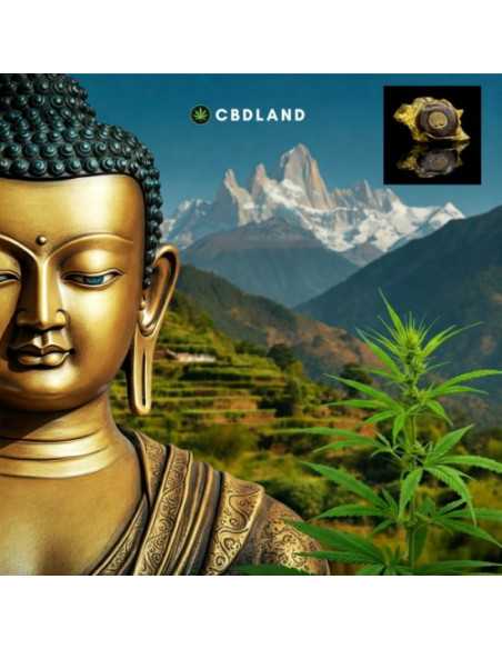 CBD Hash 18% + 13% CBN + 11% CBG - Zen Nepal CBD