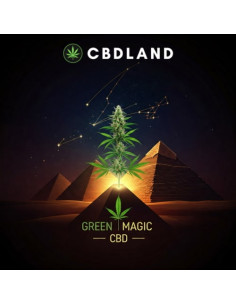 CBD Hasch 11% + CBN 24% - Green Magic 2