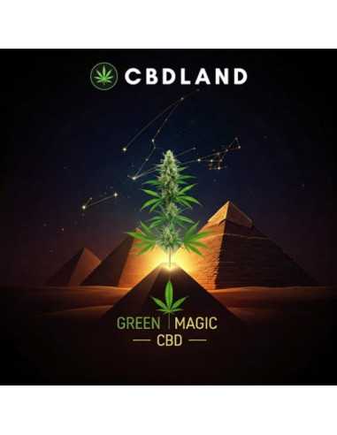 CBD Hash 11% + CBN 24% - Green Magic