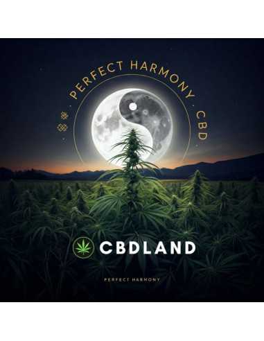 CBD Hash 32% + 5% CBN - Perfect Harmony