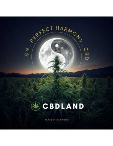 CBD Hash 32% + 5% CBN - Perfect Harmony