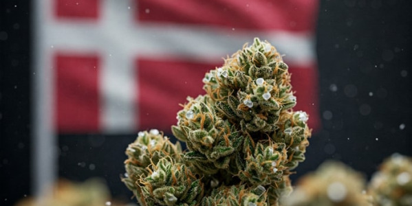 THCA i Danmark: Forstå Hash og Topskud - Kvalitet og Produktion