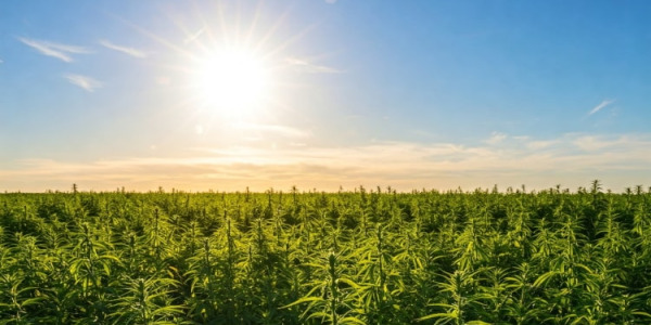 Guide til lovlig hash: Typer, effekter og lovlighed